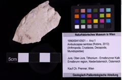 Foto (Objekt + Etiketten) von Ambulocapsa sentosa (Robins, 2013) (NHMW-GEO-1990-0041-0501)